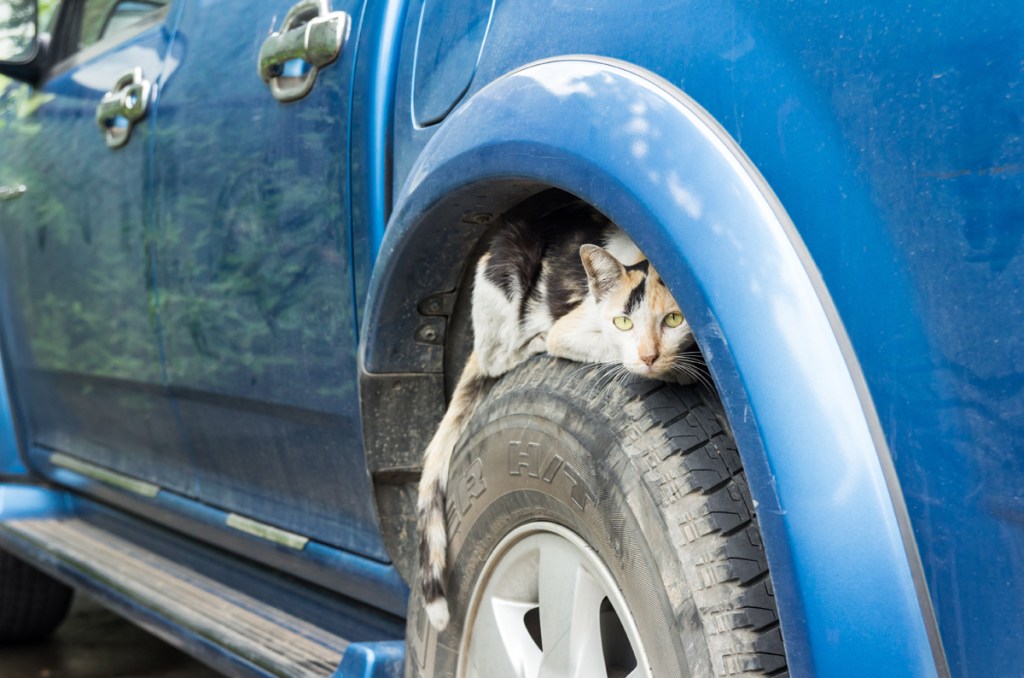 Cat hiding on top of car wheel.