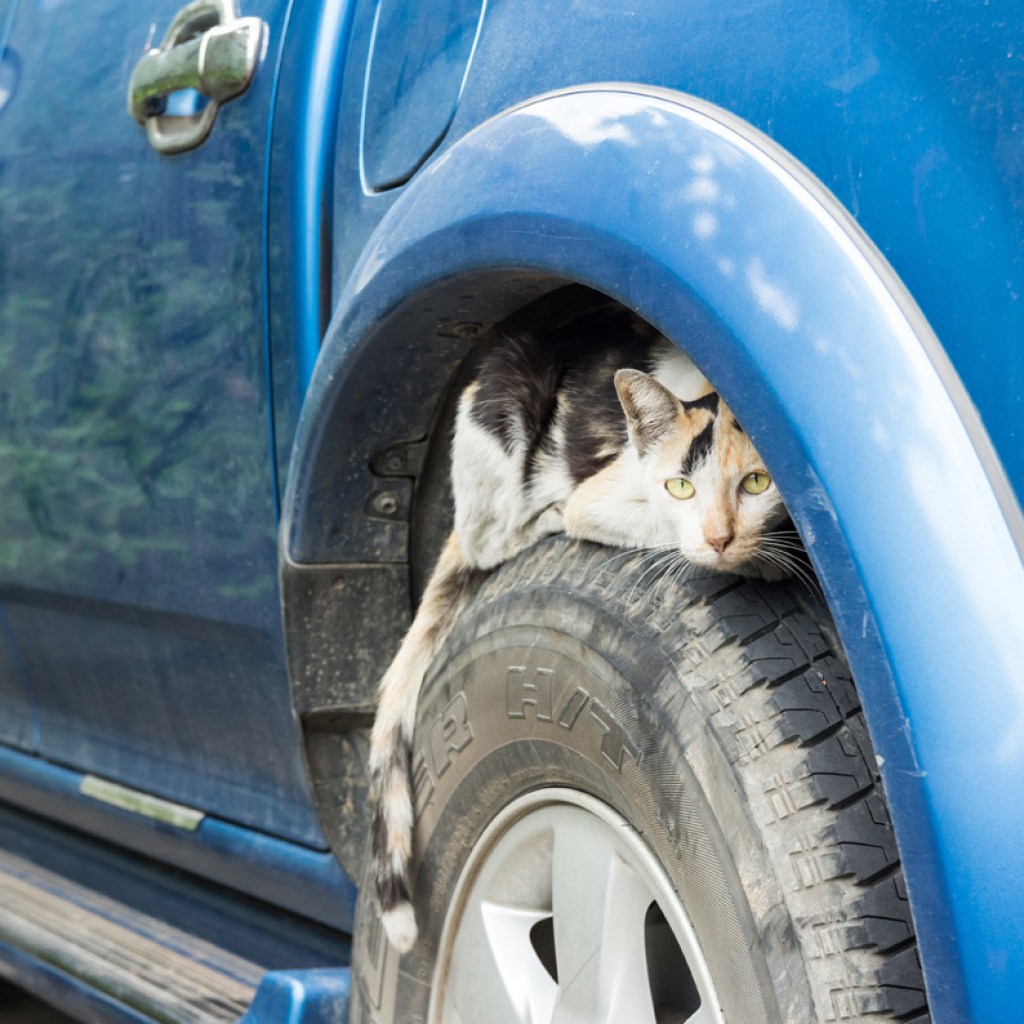 Cat hiding on top of car wheel.