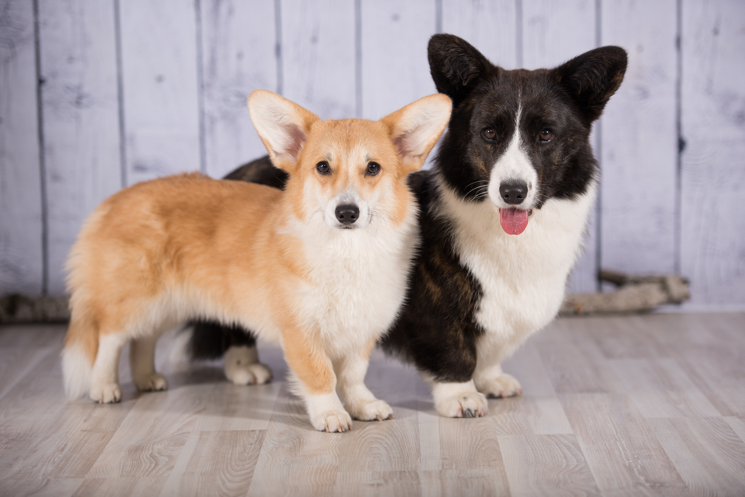 Cardigan ir Pembroke Welsh Corgi stovi vienas šalia kito