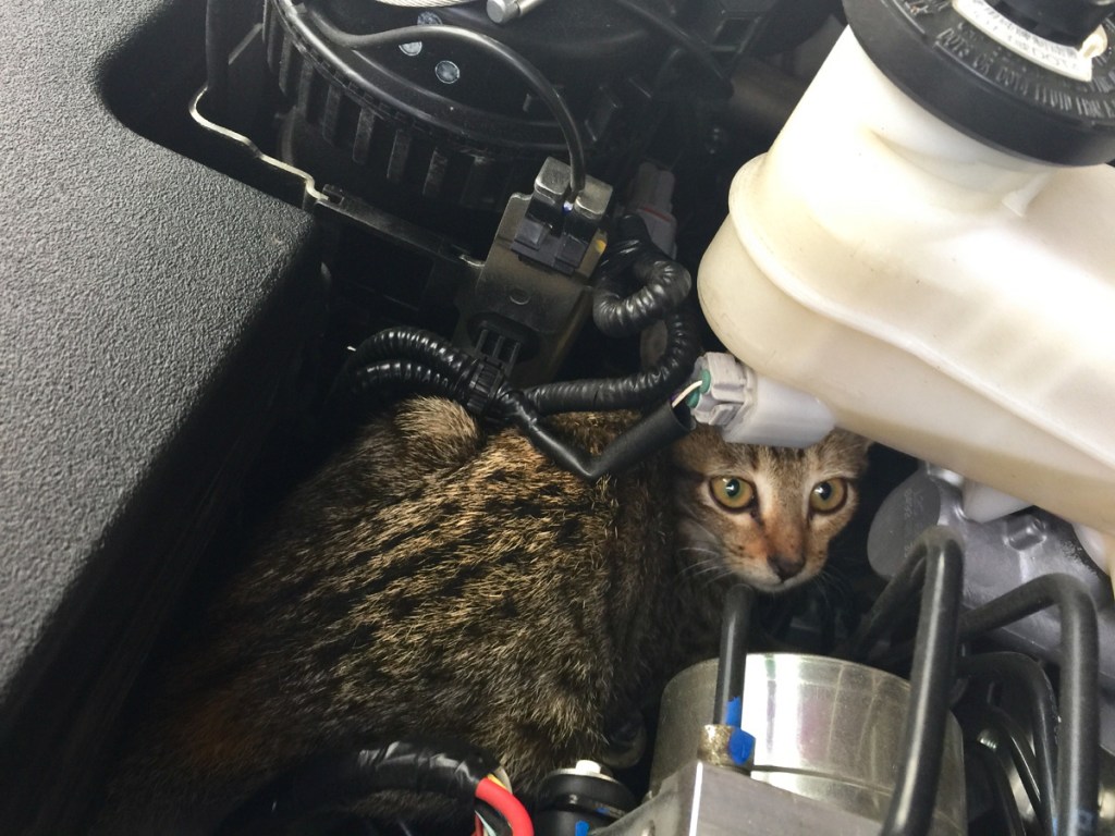 Cat hiding in engine compartment of car.