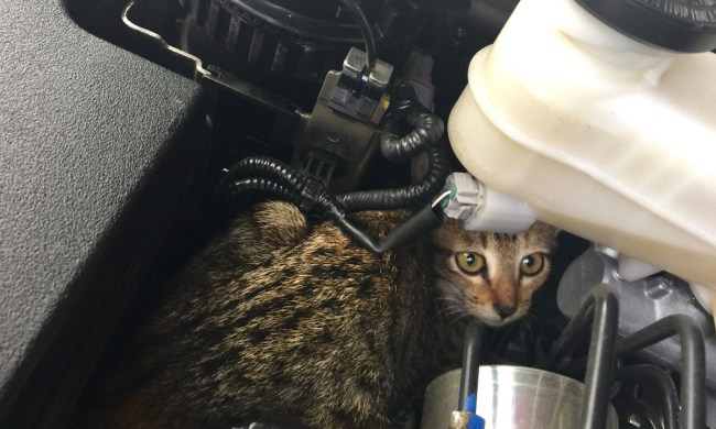 Cat hiding in engine compartment of car.