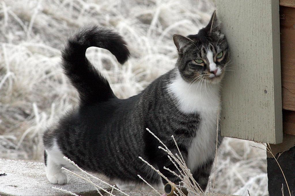 Cat rubbing against and marking a house