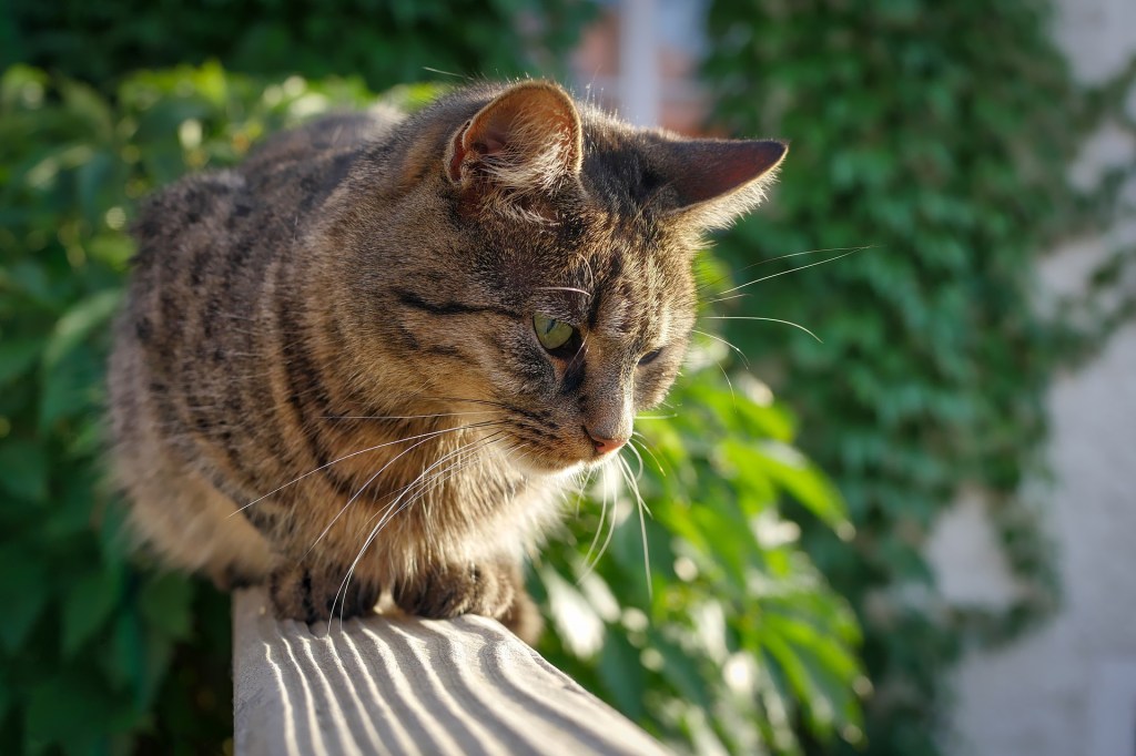 Cat sitting on a sunny balcony railing