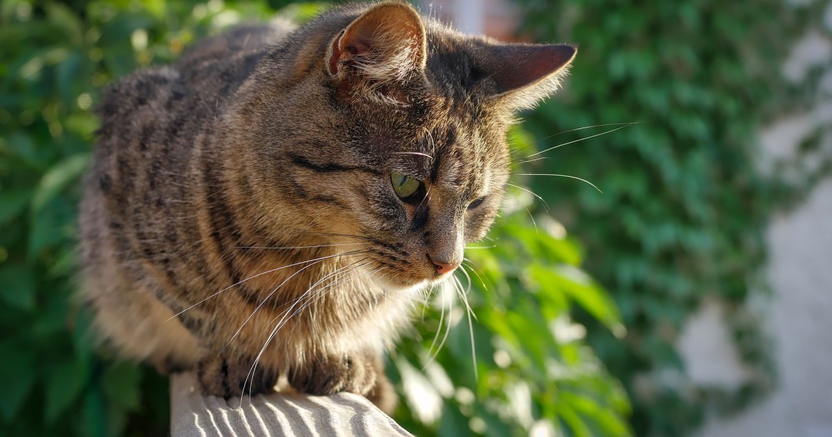 How to CatProof Your Balcony To Keep Kitty Safe PawTracks