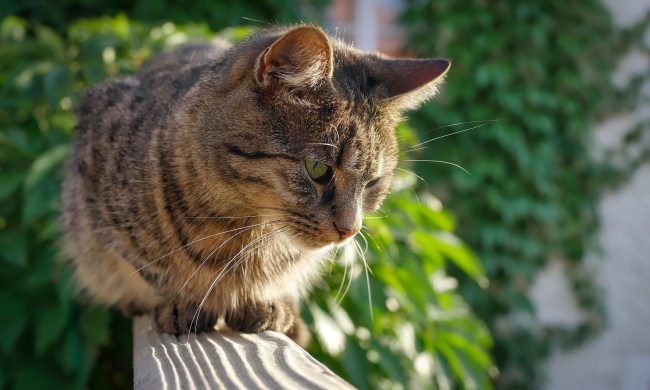 Cat sitting on a sunny balcony railing