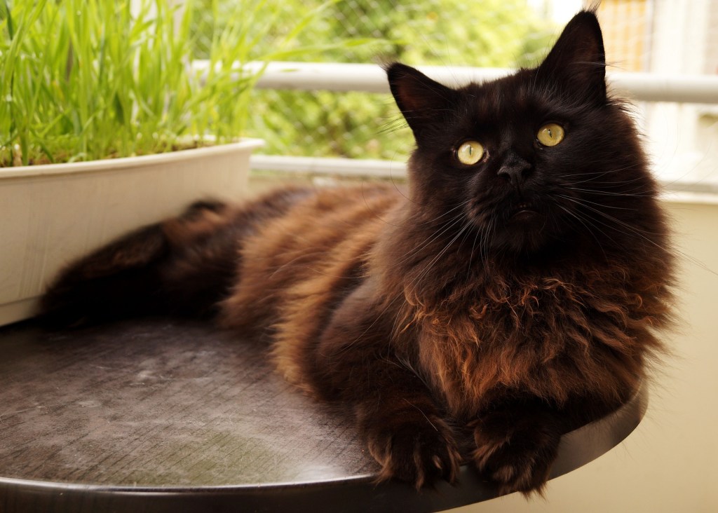 Black cat lying on a table with plants on a balcony