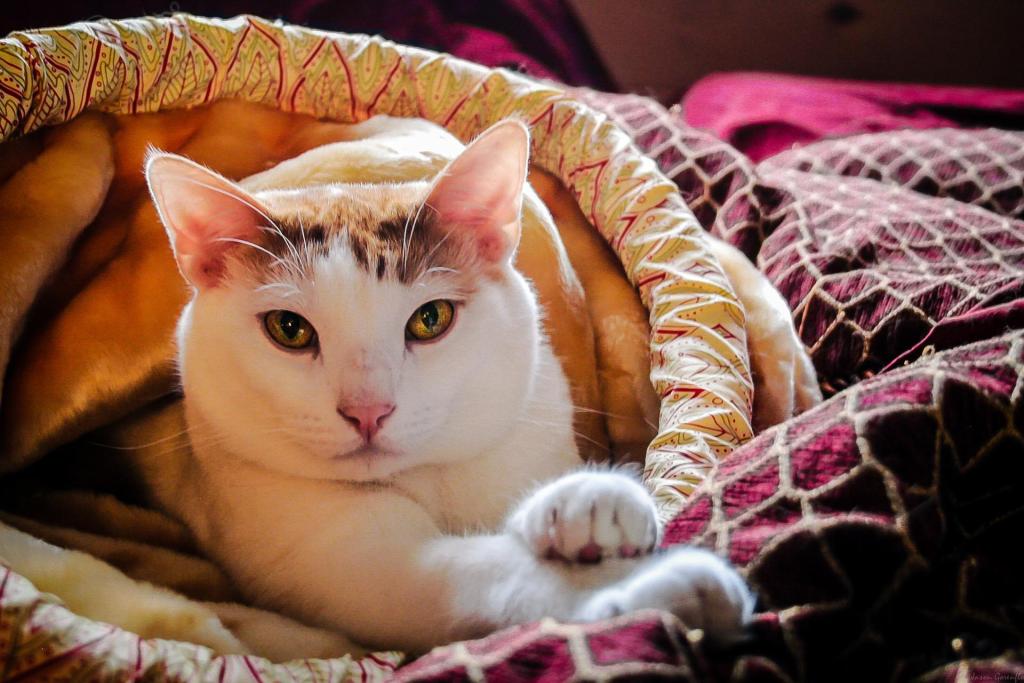 Relaxed cat sleeping in a cat bed