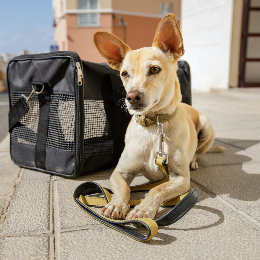 A beige Chihuahua lies on the ground outside next to a pet carrier