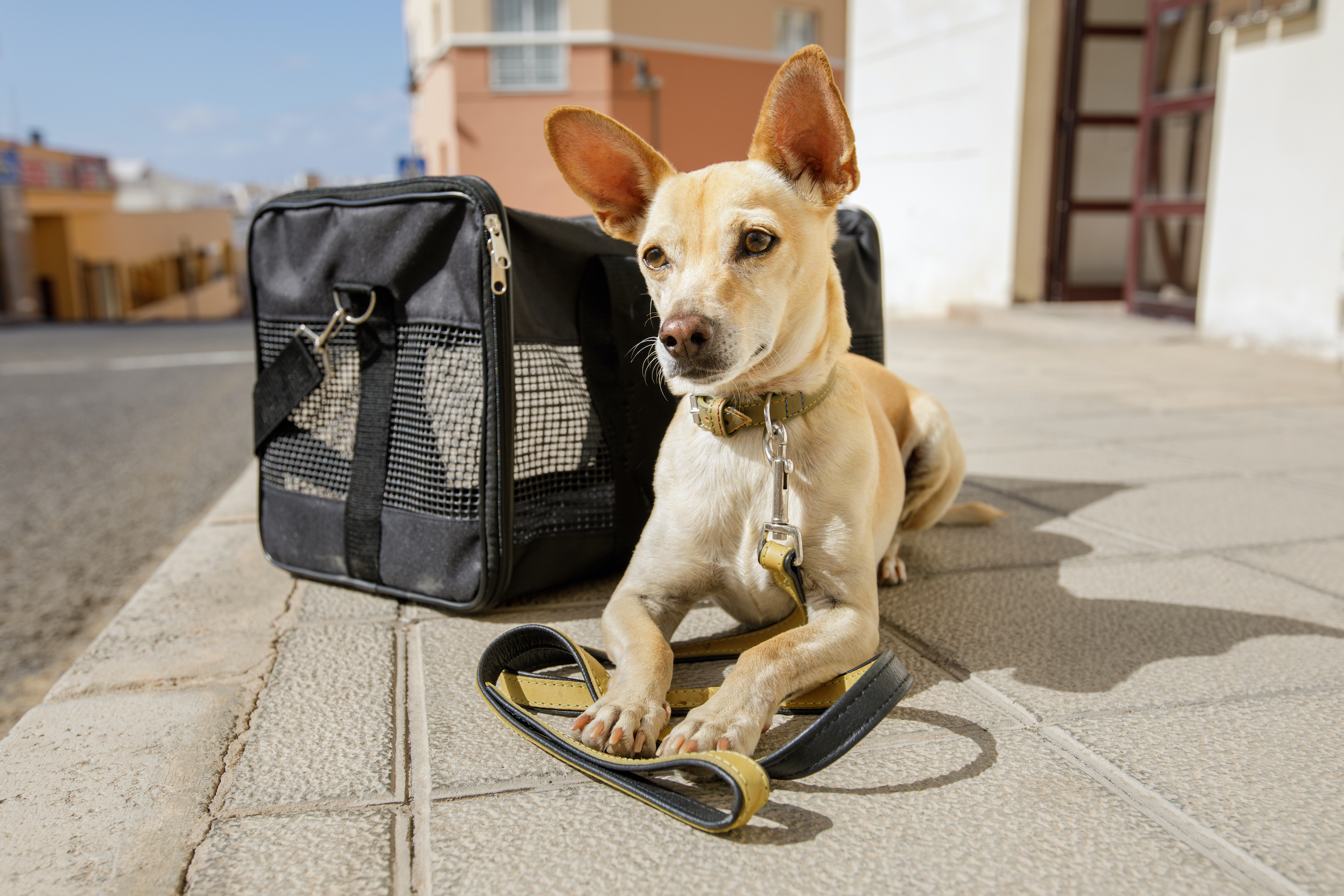 A beige Chihuahua lies on the ground outside next to a pet carrier