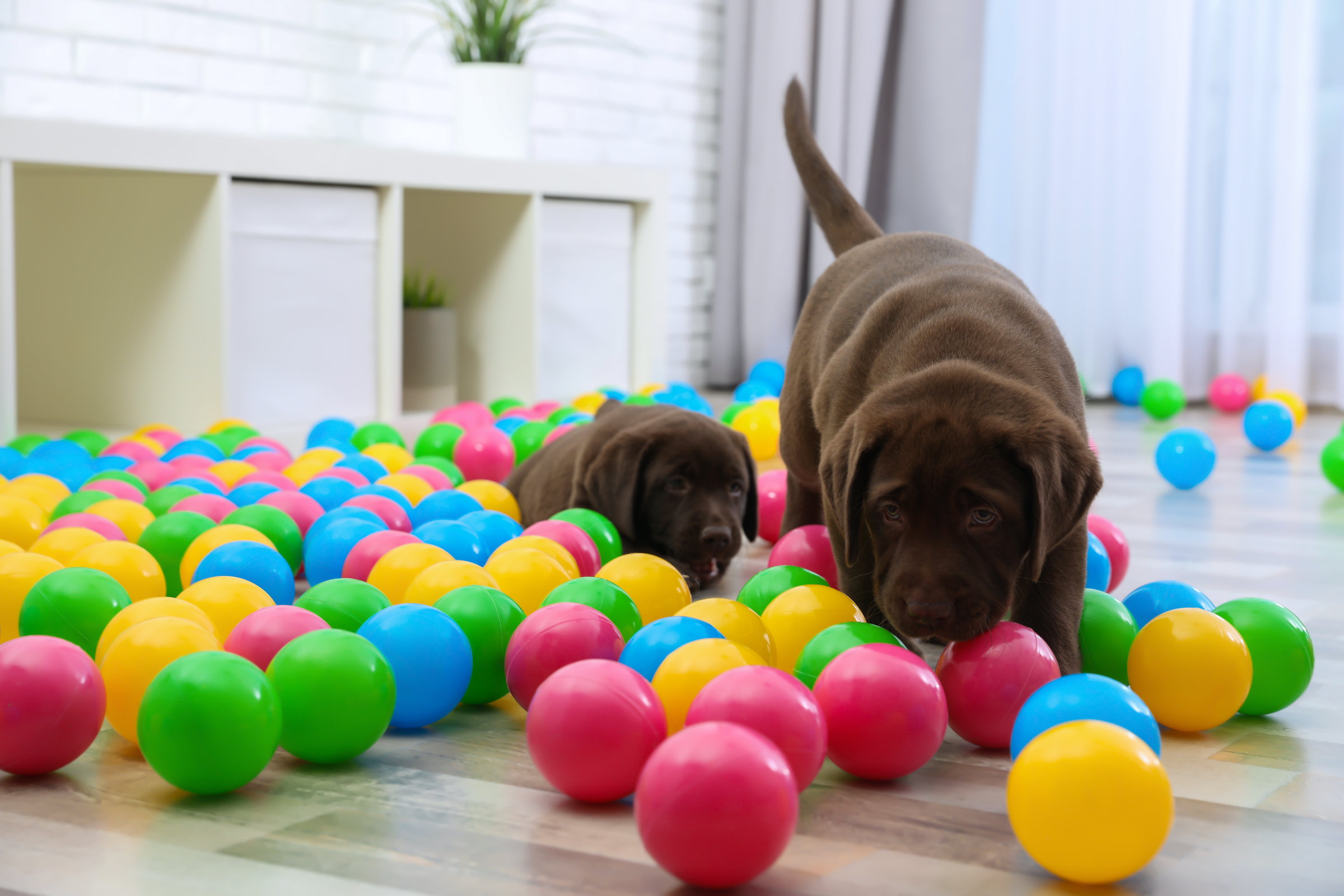 Šokolado labradoro retriverio šuniukai, žaidžiantys su spalvingais kamuoliukais patalpose