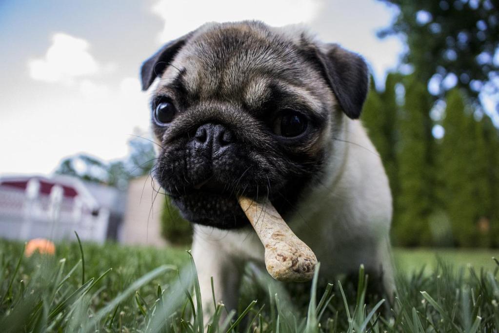 A closeup shot of a pug standing in the grass with a bone-shaped treat in his mouth