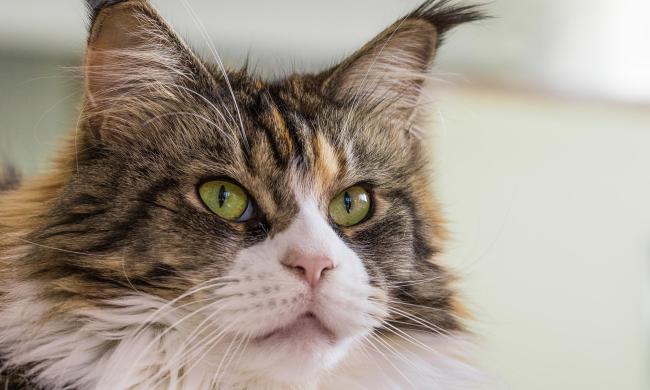 Closeup of a Maine Coon's face