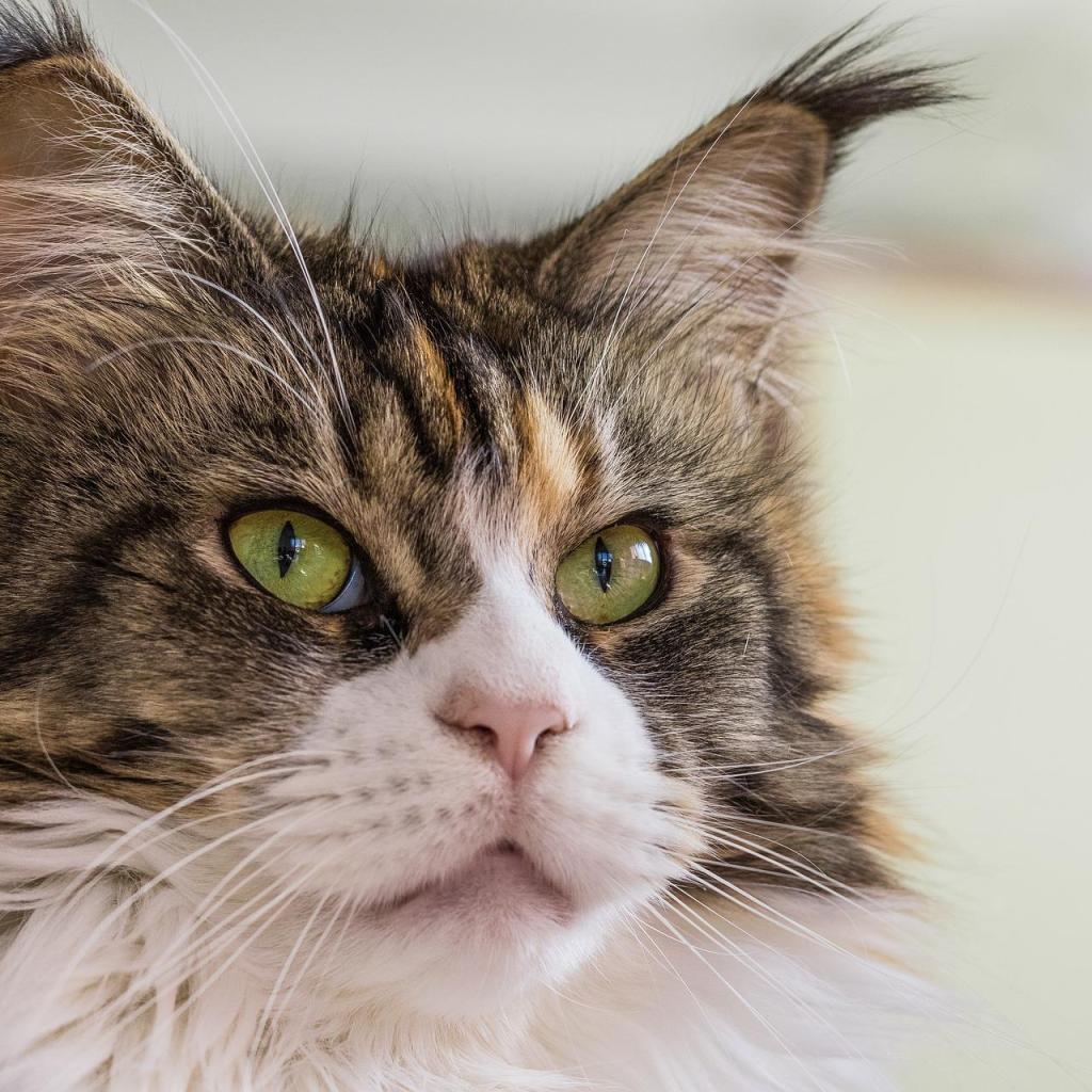 Close-up of a Maine Coon's face