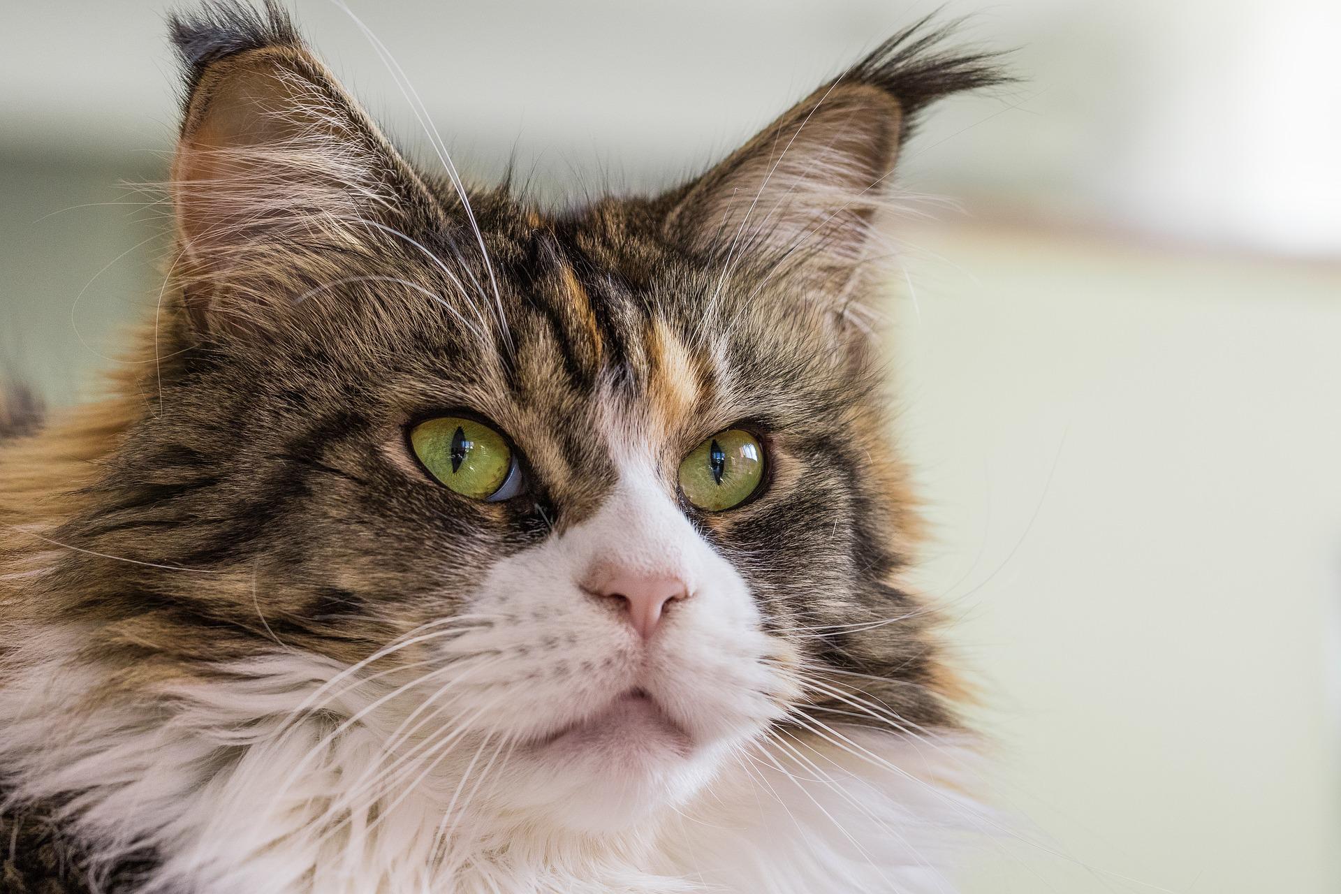 Close-up of a Maine Coon's face