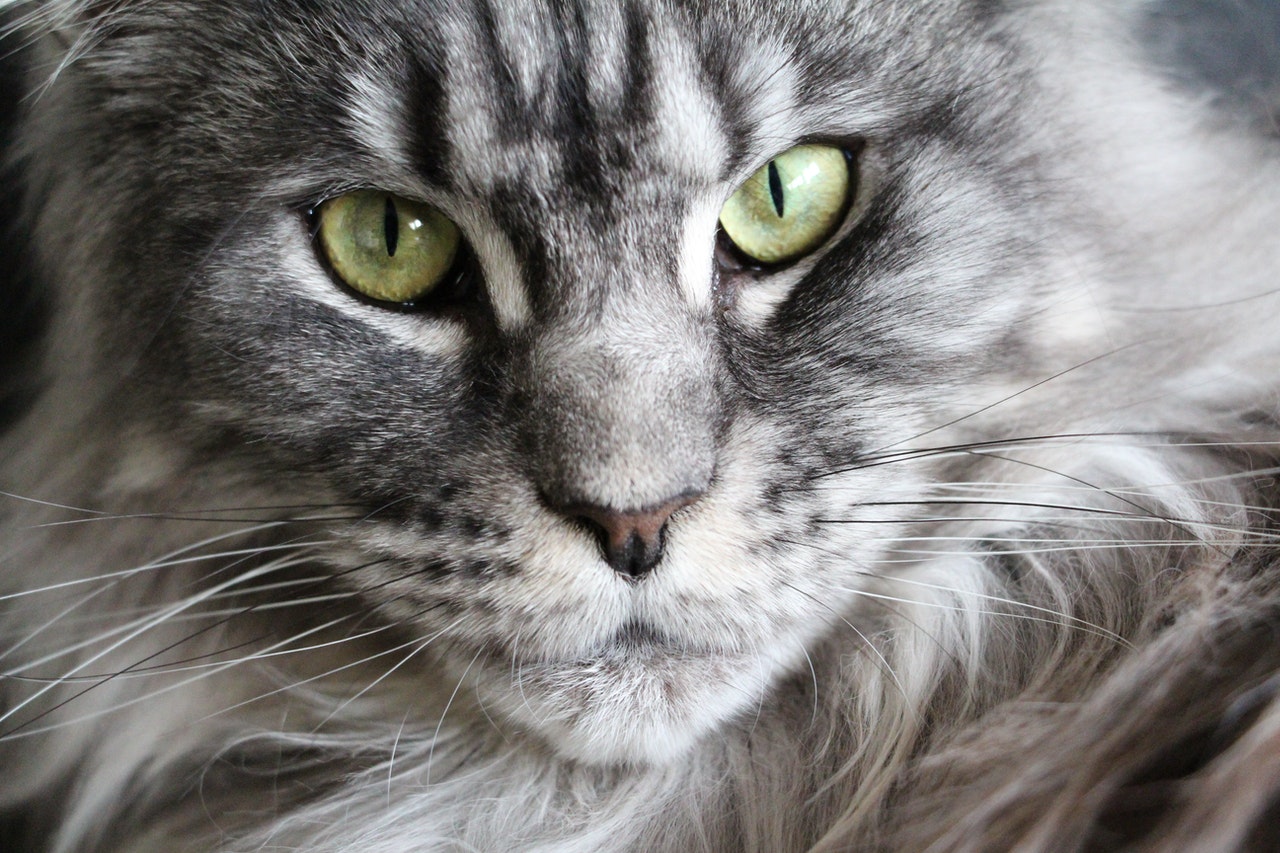 A close-up shot of a gray Maine Coon cat with bright green eyes