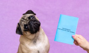 Cute pug with veterinary travel certificate booklet.