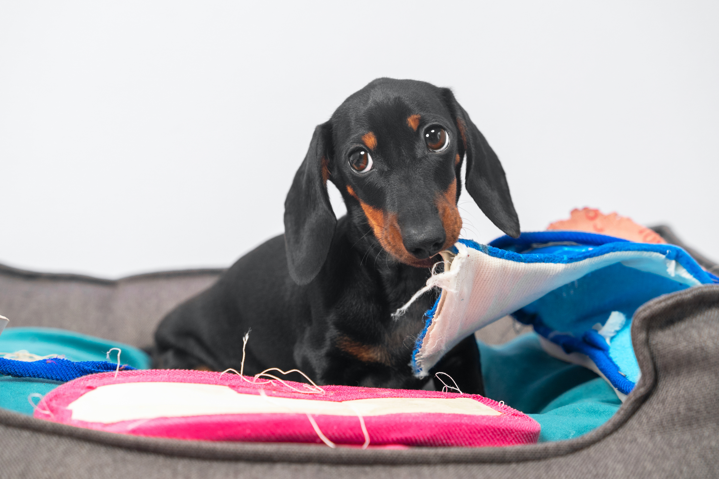 A dachshund puppy chews on slippers