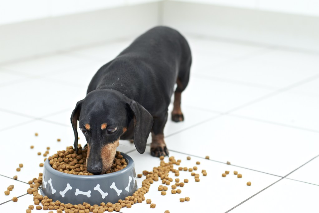 A Dachshund eats from a food bowl filled with kibble