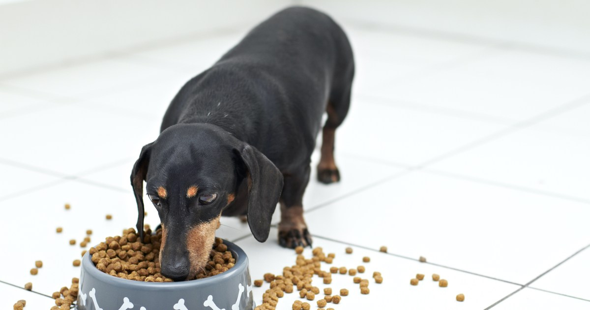 5 šunų maisto prekės ženklai, idealūs taksams