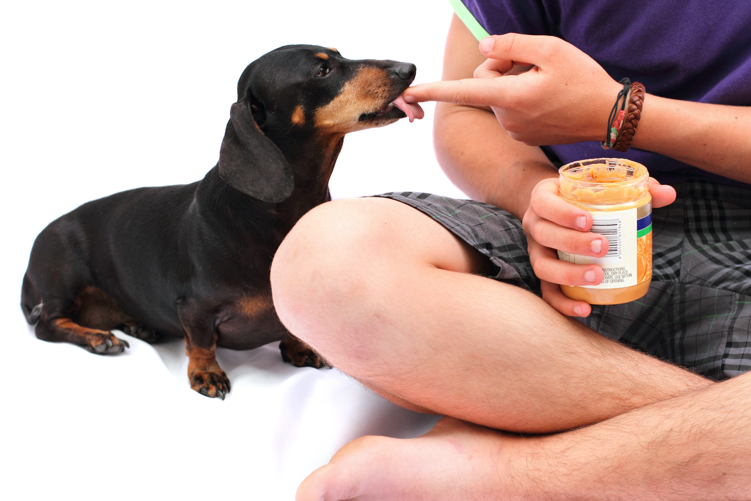 A Dachshund licks peanut butter off the finger of a man sitting cross-legged on the floor