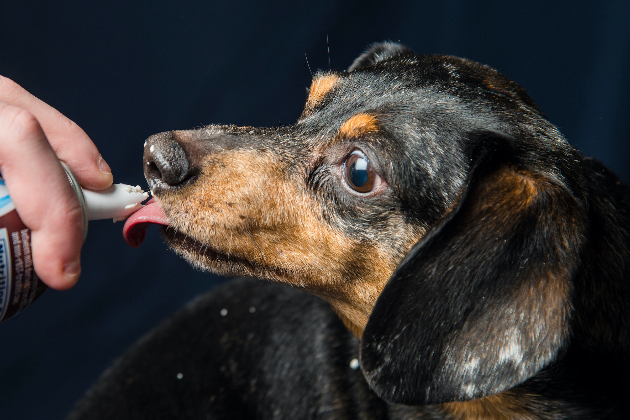 A Ddchshund stands in front of a black background and licks whipped cream from a canister someone holds