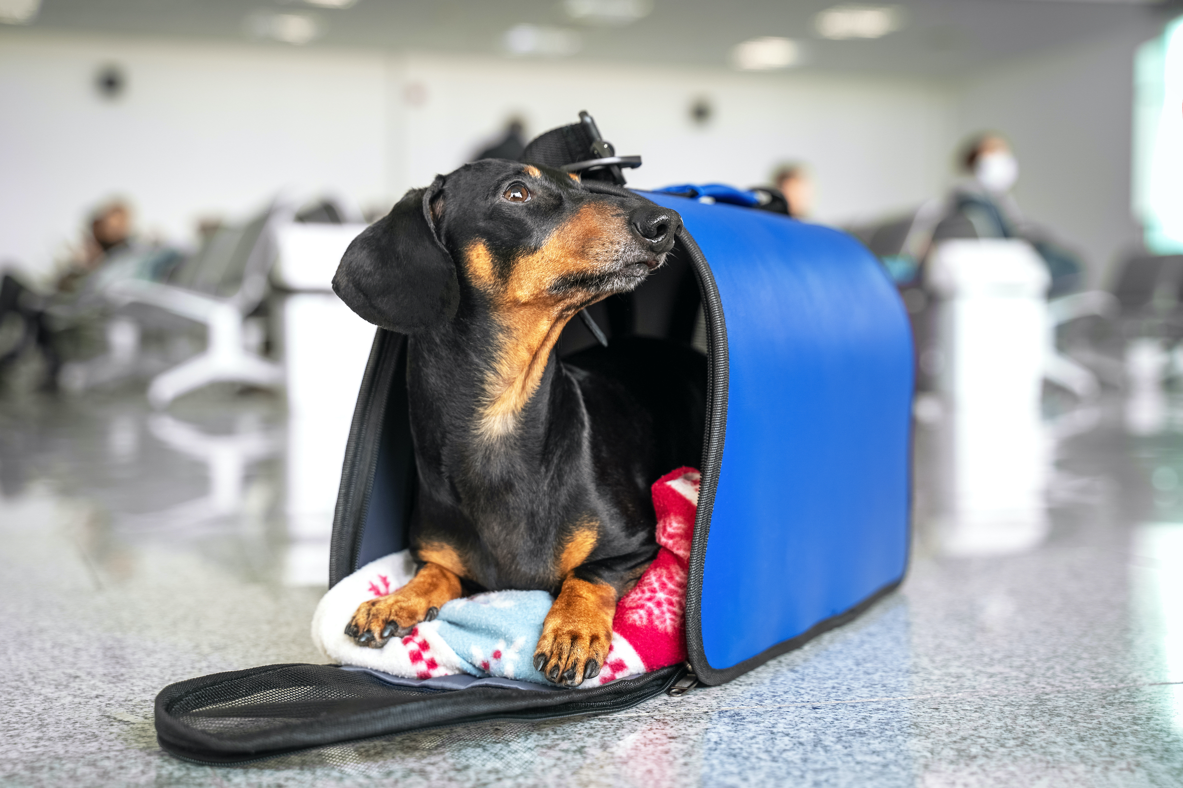 A Dachshund dog rests in their pet carrier at the airport, looking to the side