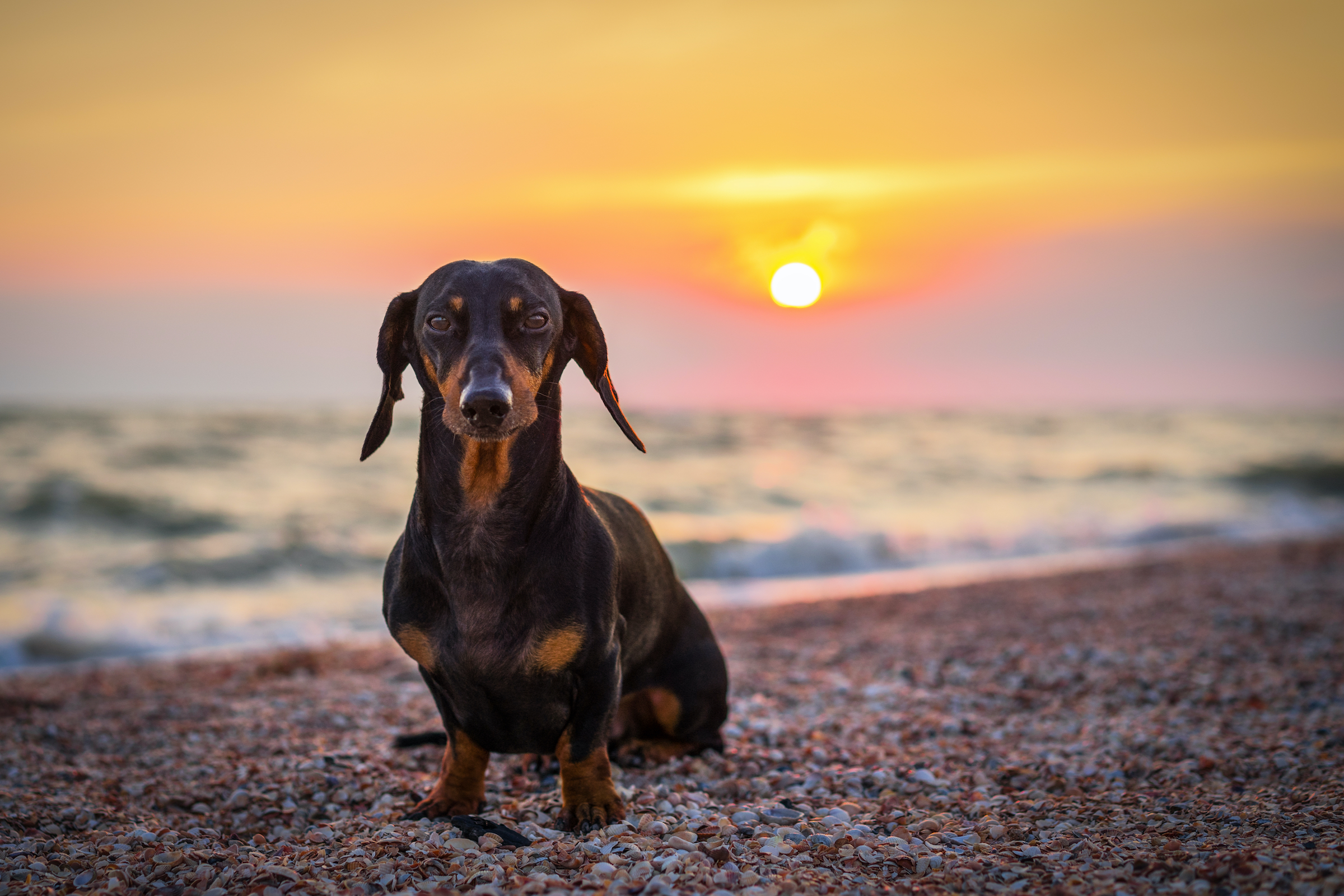 A dachshund sits on the beach in front of a sunset