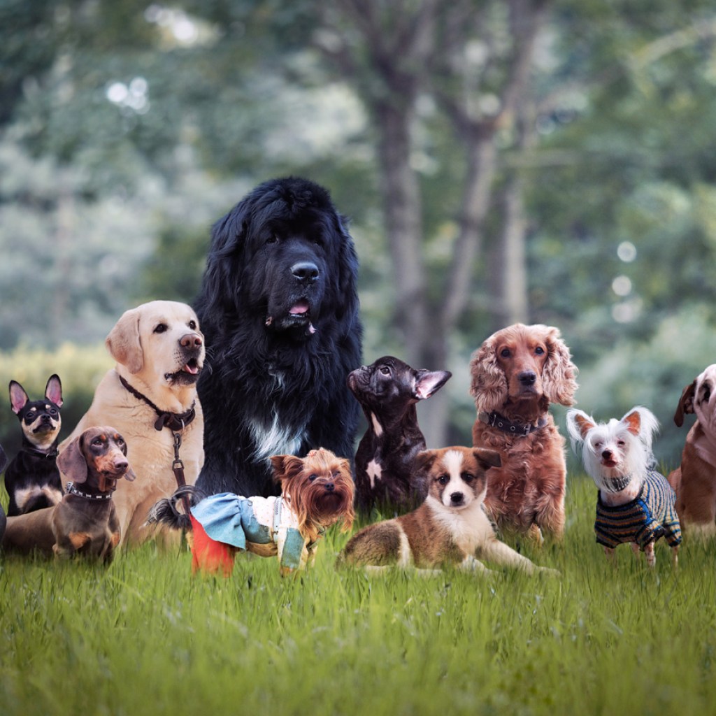 Different dog breeds sitting together
