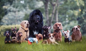 Different dog breeds sitting together