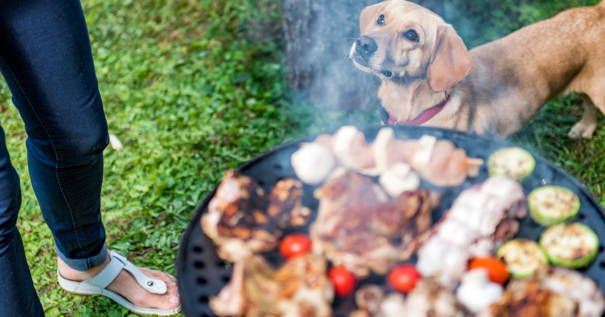 My Dog Can't Stop Licking our Outdoor Grill PawTracks