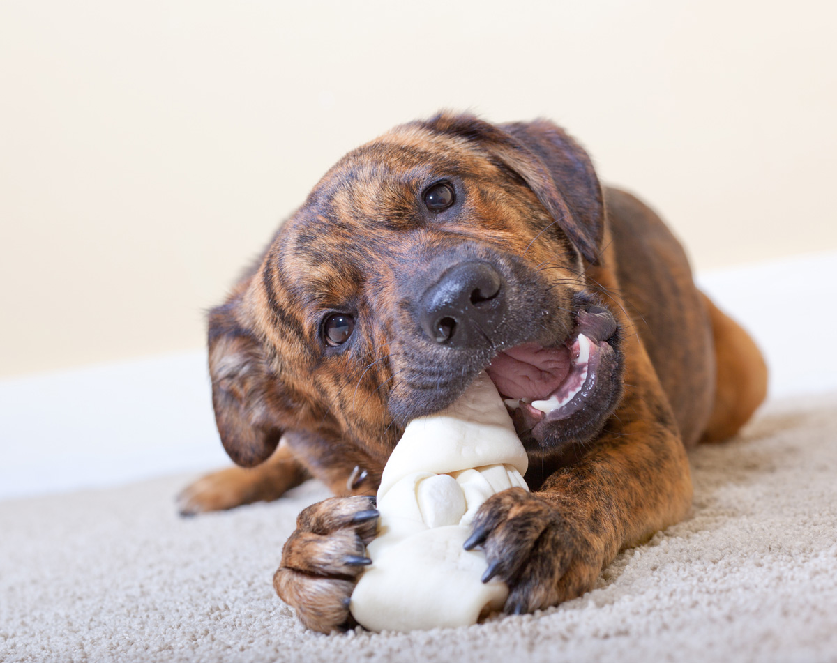 Is Rawhide Bad For Dogs? Get Rid Of Their Favorite Treat PawTracks