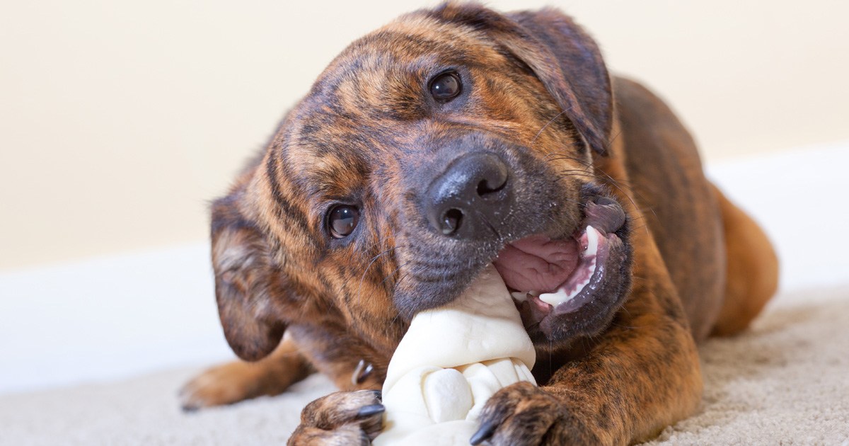 Is Rawhide Bad For Dogs? Get Rid Of Their Favorite Treat PawTracks