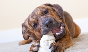 Dog chewing on rawhide bone.