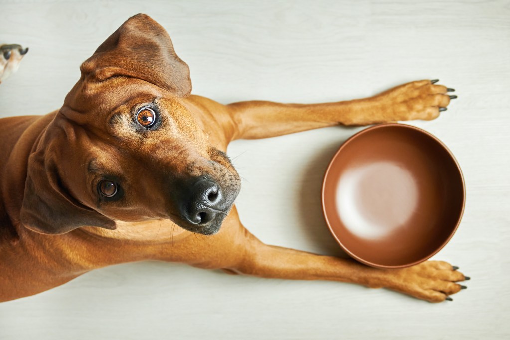 A dog with big brown eyes looks up from an empty food dish in front of them