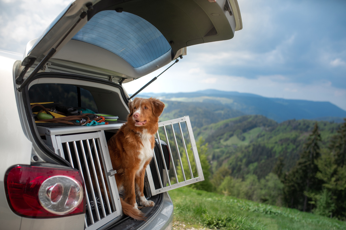 Dog standing at crate door in back of a car.