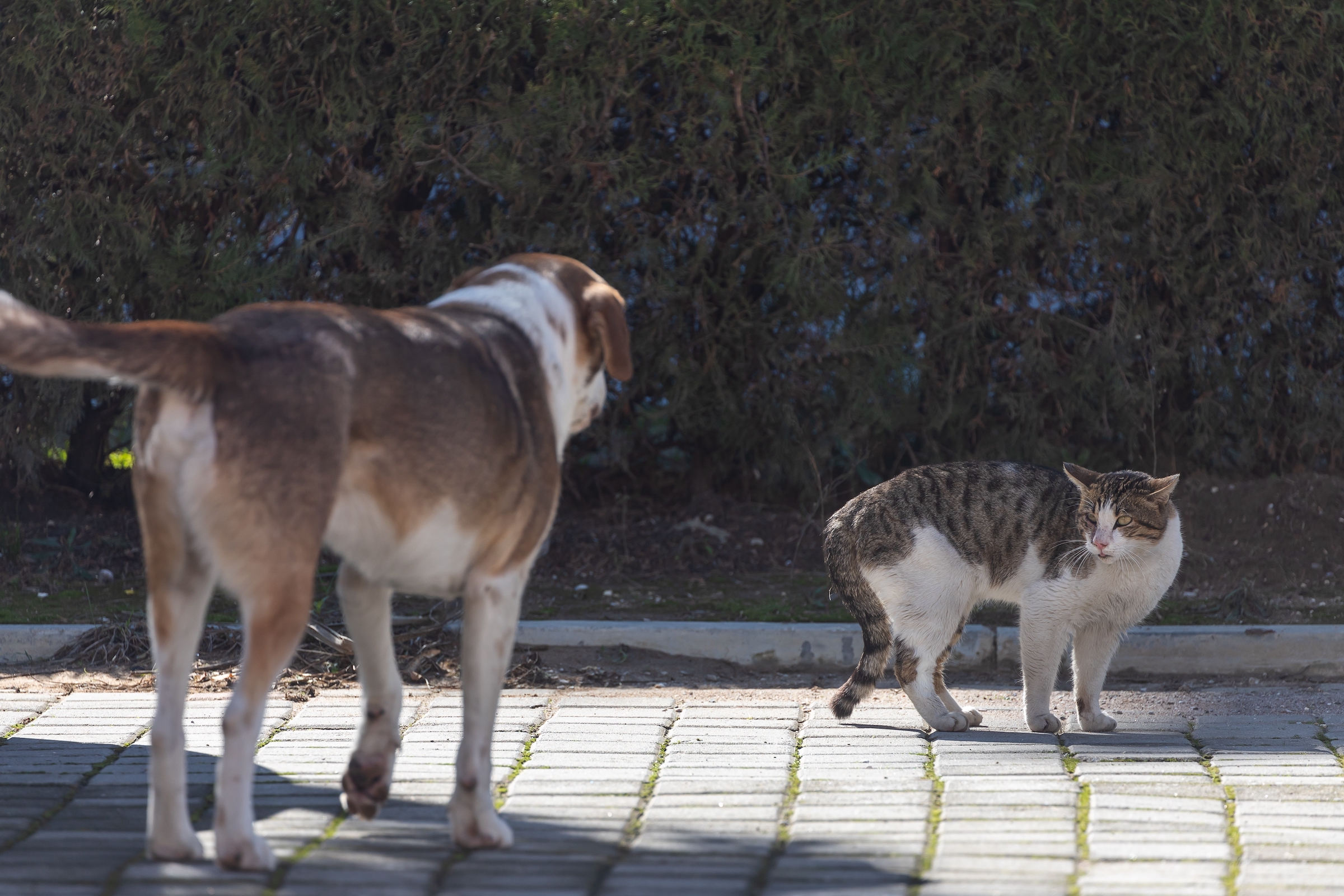 how to keep a dog from chasing a cat