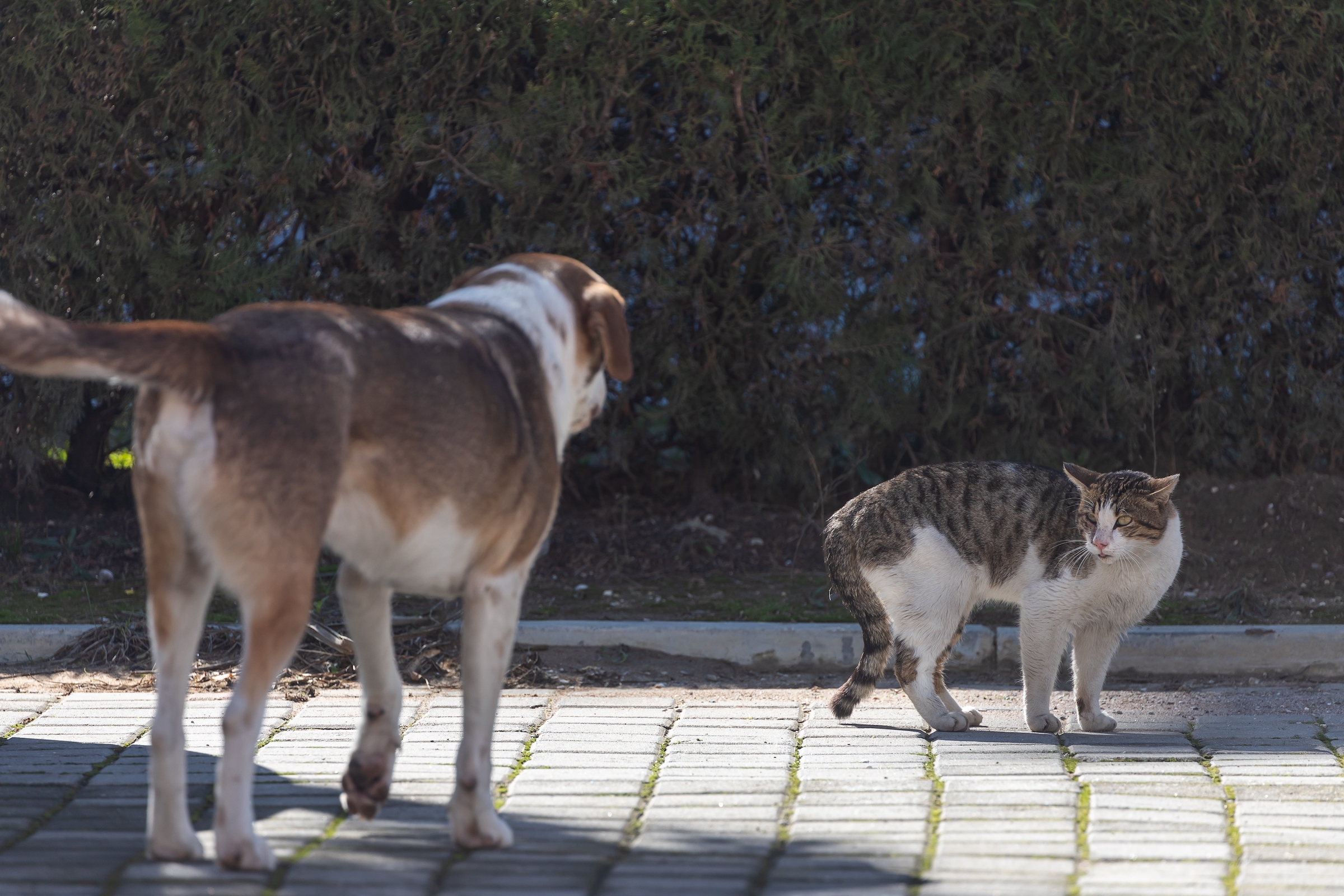 A large dog walks toward an unhappy cat near shrubbery