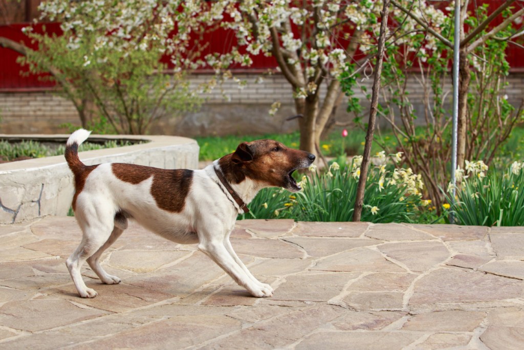 Fox terrier barking in the yard.