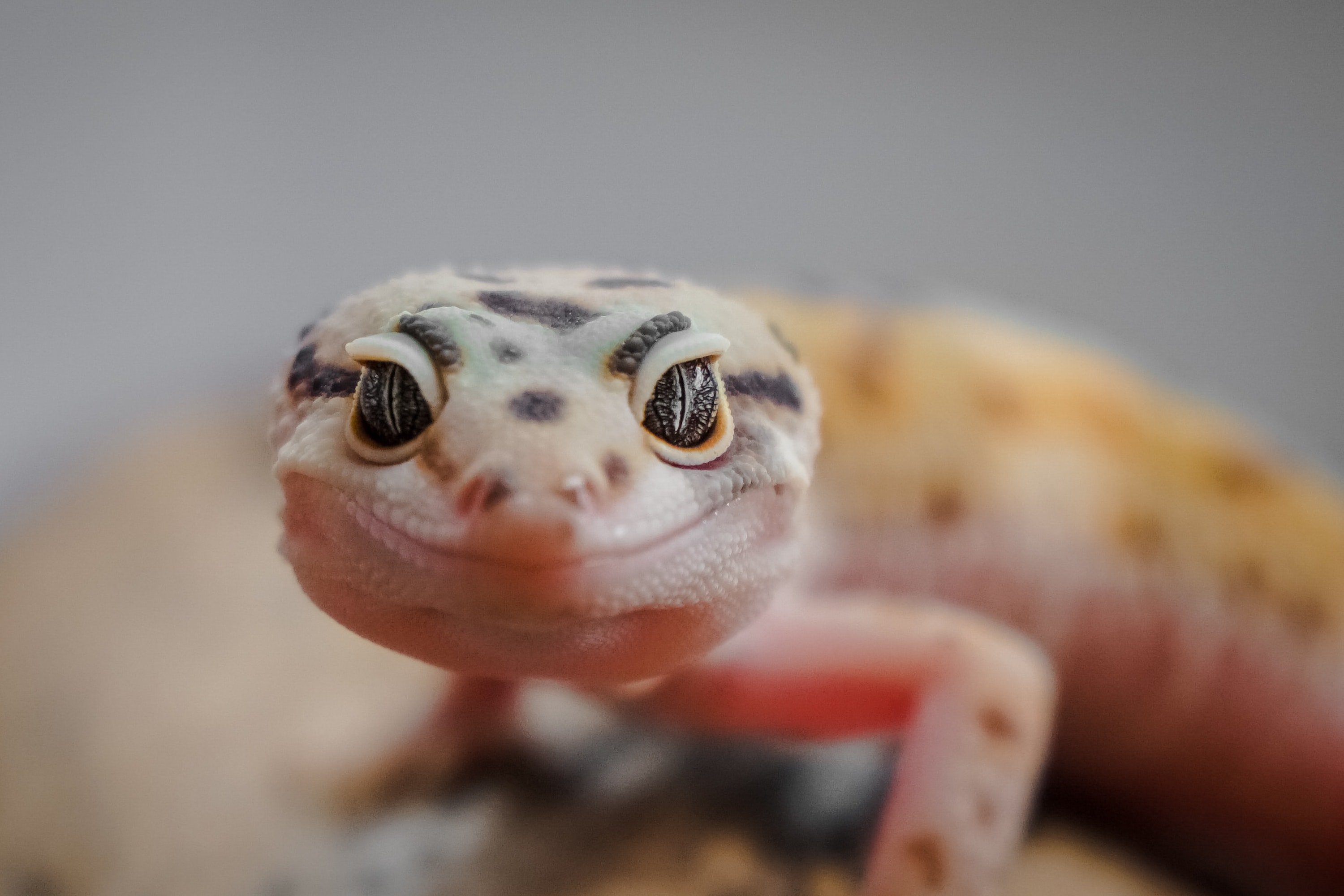How to Care for a Baby Gecko Before Bringing One Home | PawTracks