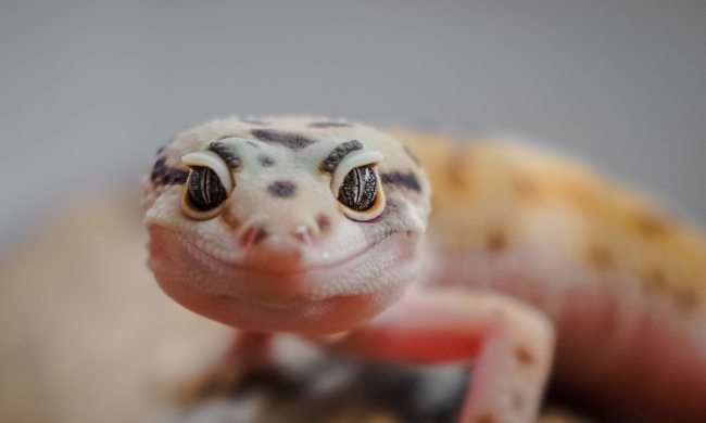 Gecko looks up at the camera