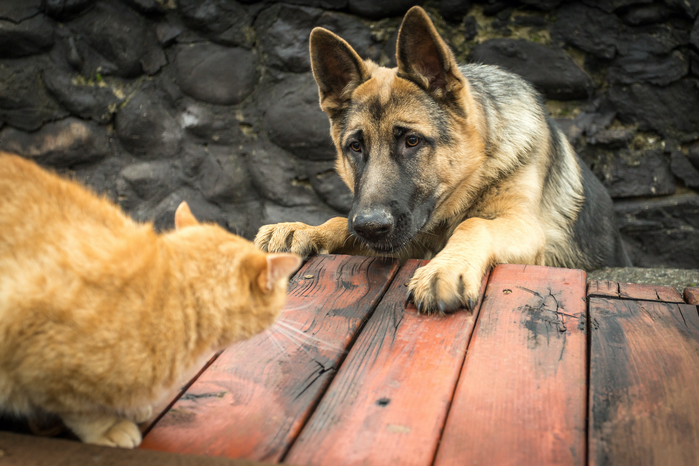 A German Shepherd corners a cat on a picnic table
