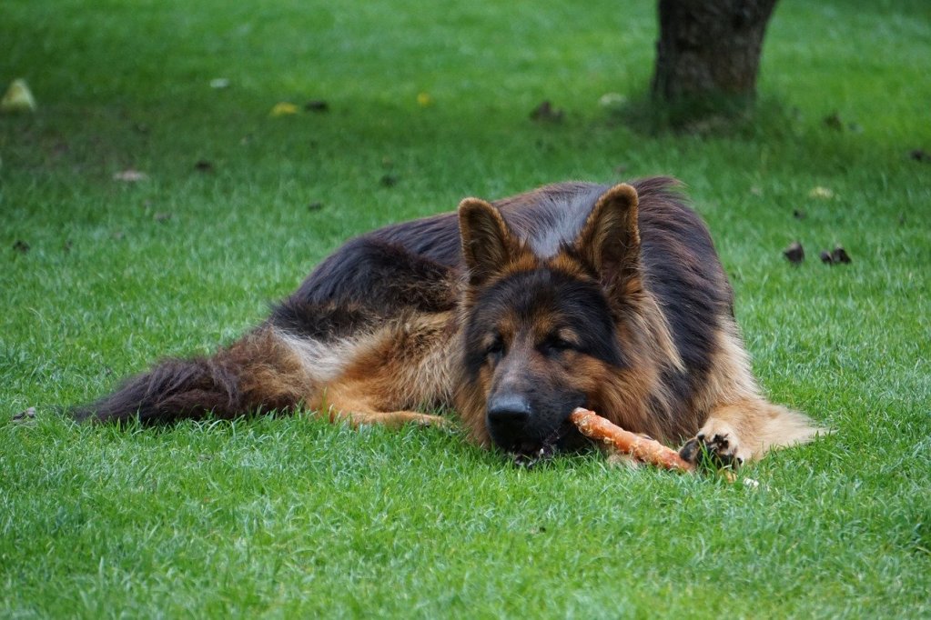 A German Shepherd lies in the grass with a chewy treat.