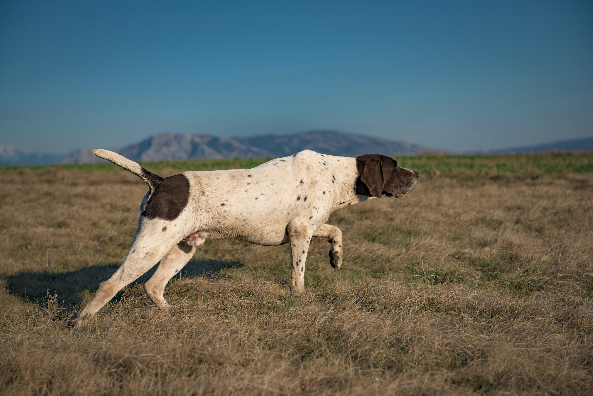 A German Shorthaired Pointer in a field pointing