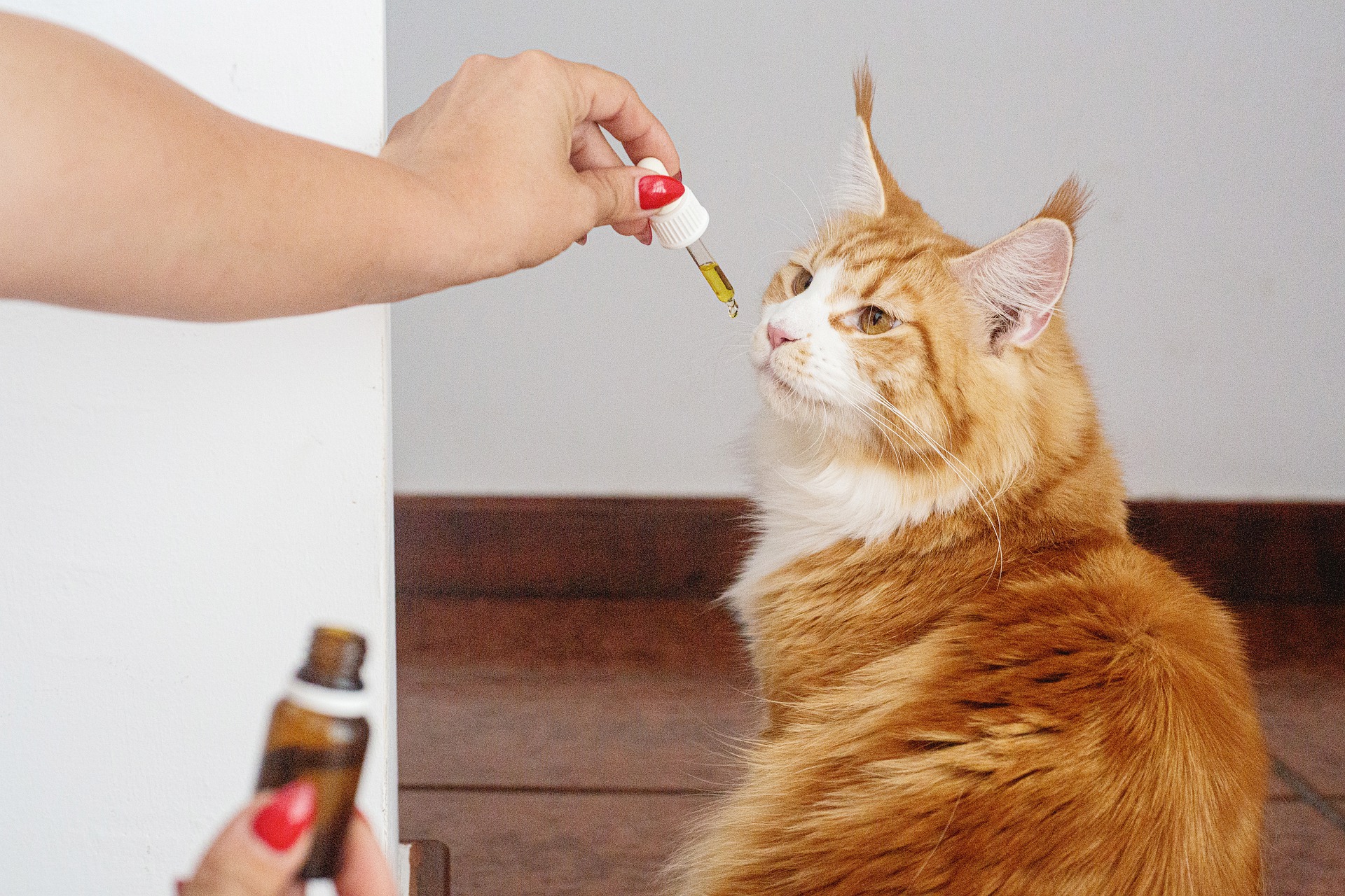 A woman giving a cat an eye dropper of medication