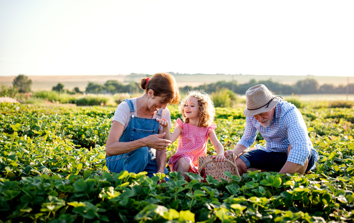 Grandparents and a little girl picking strawberries on a farm.