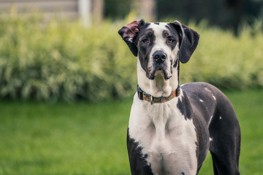Tall black and white Great Dane staring at the camera
