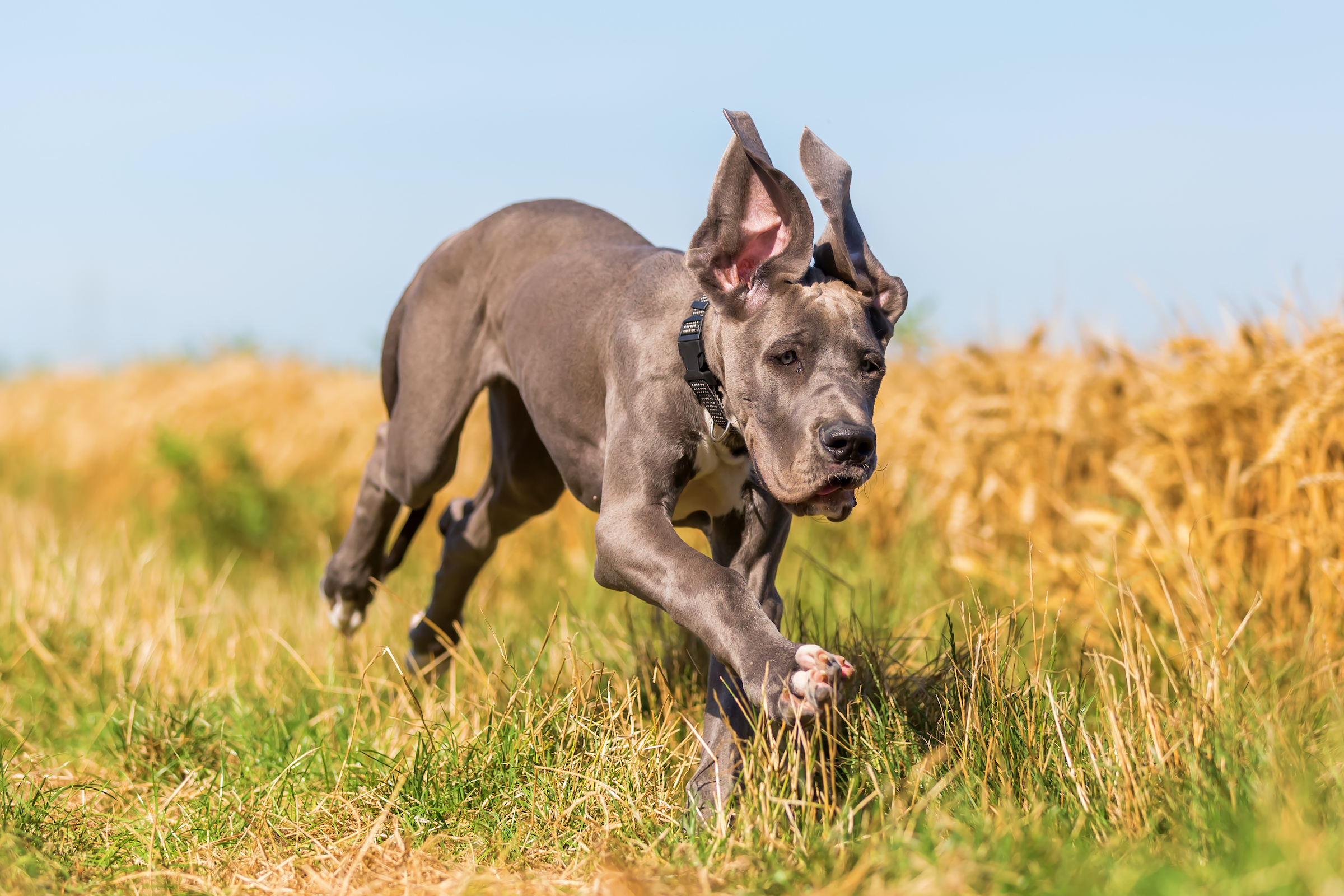 Great Dane 994600 (GSRKW2352S) - Great Dane Surfer Walk-Behind