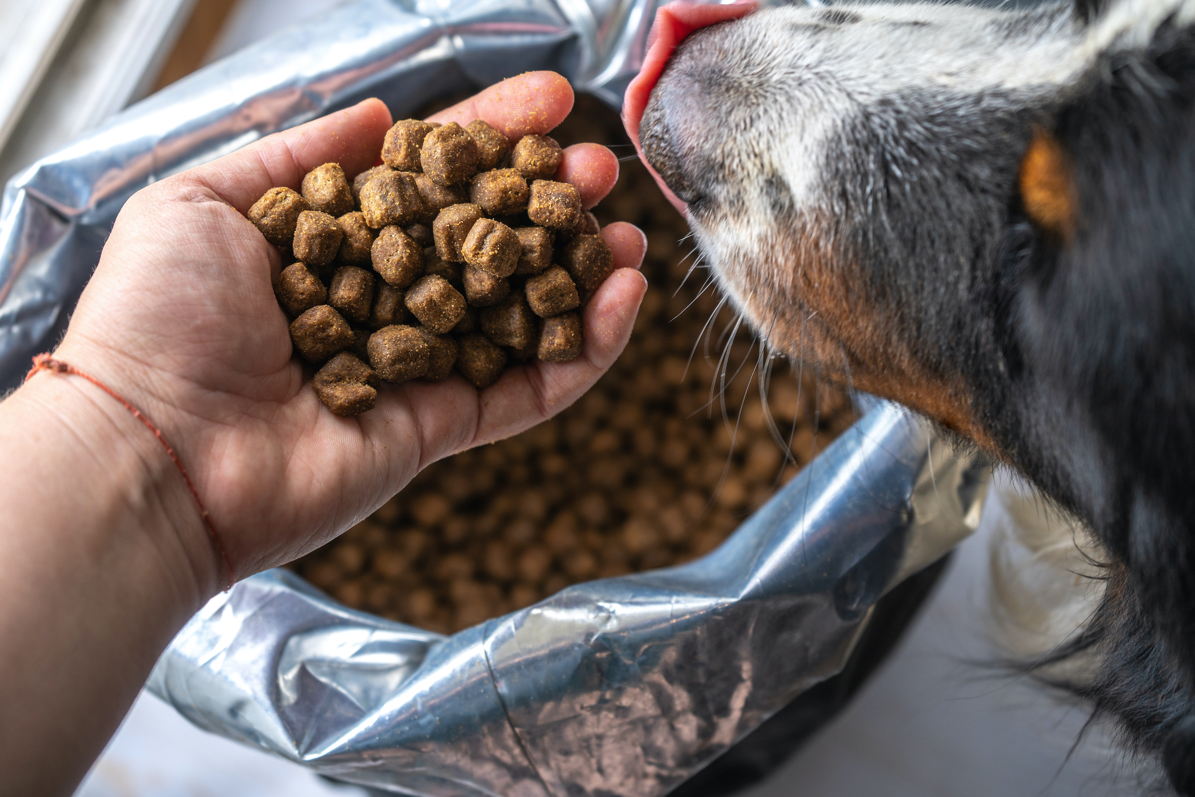 Someone scoops out a handful of dog food from a bag while a dog licks their lips