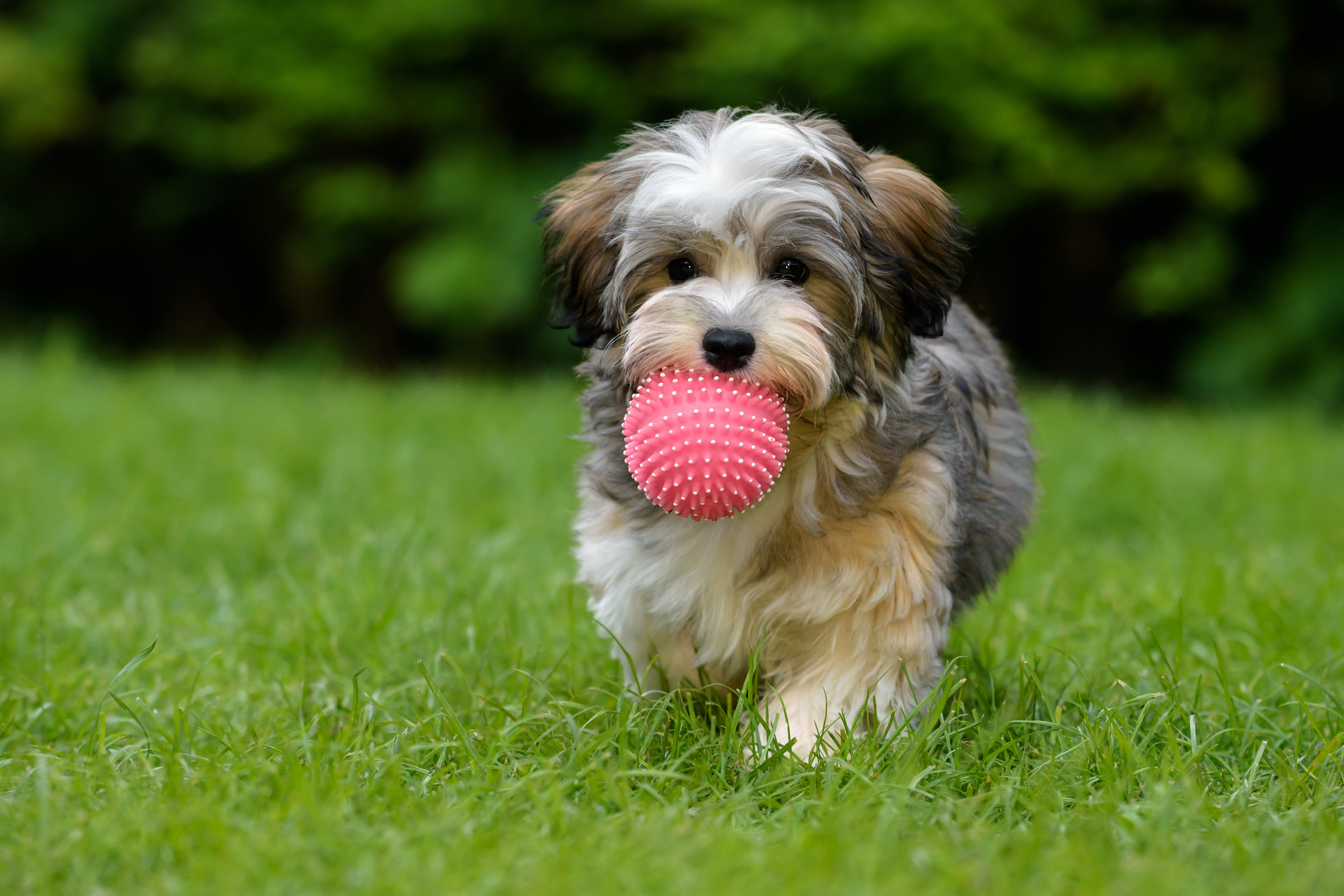 Havanese puppy carrying a ball