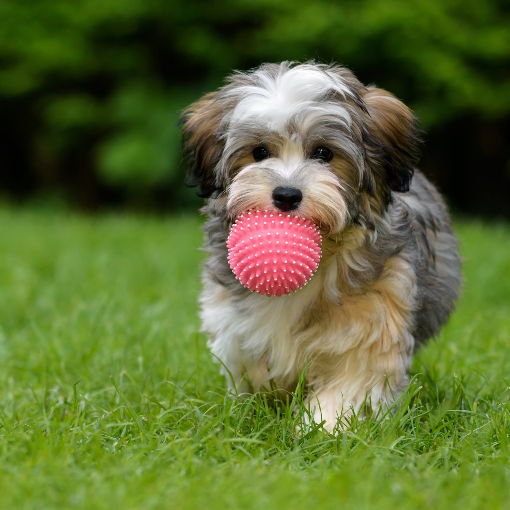 Havanese puppy carrying a ball
